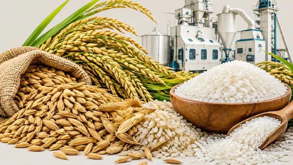 خدمات شالیکوبی صنعتی و تبدیل شلتوک با کمترین درصد خردشدگی برنج